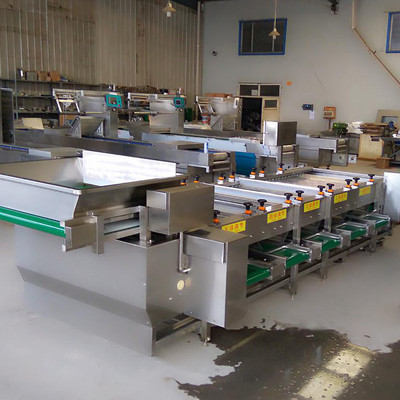 舜康定制1100型蔬菜加工设备 银杏蓝莓分级机、大蒜分级机引领出口新潮流