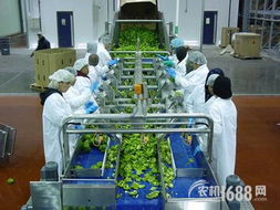 如何精准选购农产品加工机械 以蔬菜加工设备为例